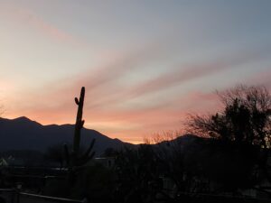 A cactus is silhouetted against the sky at sunset.